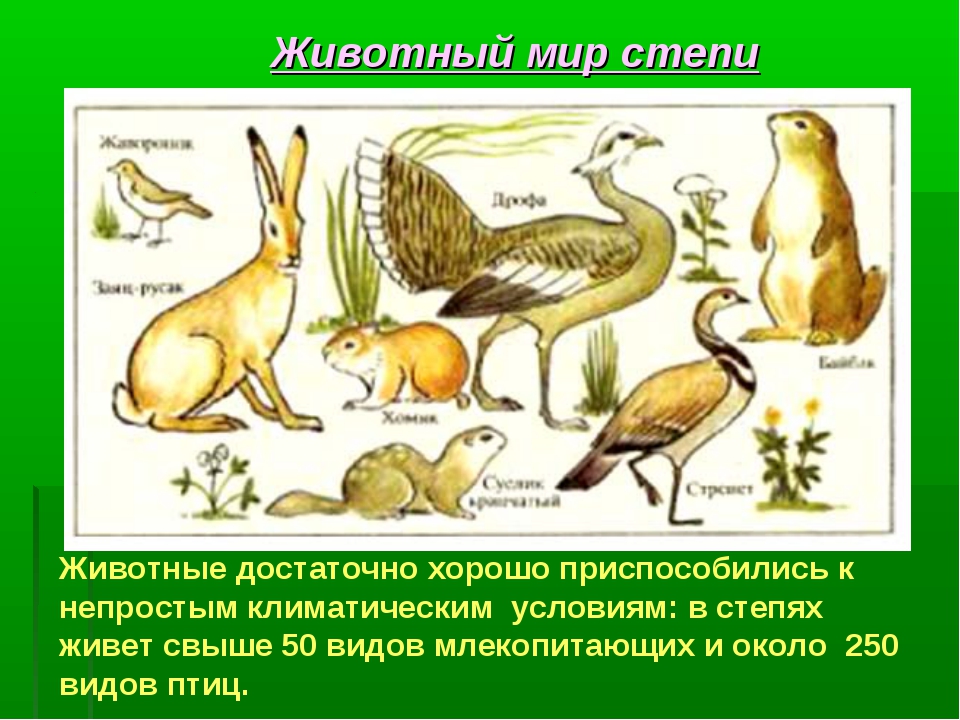 Кто живет в степи животные. Обитатели степи. Птицы и звери степи. Животные Степной зоны. Степные животные Крыма.