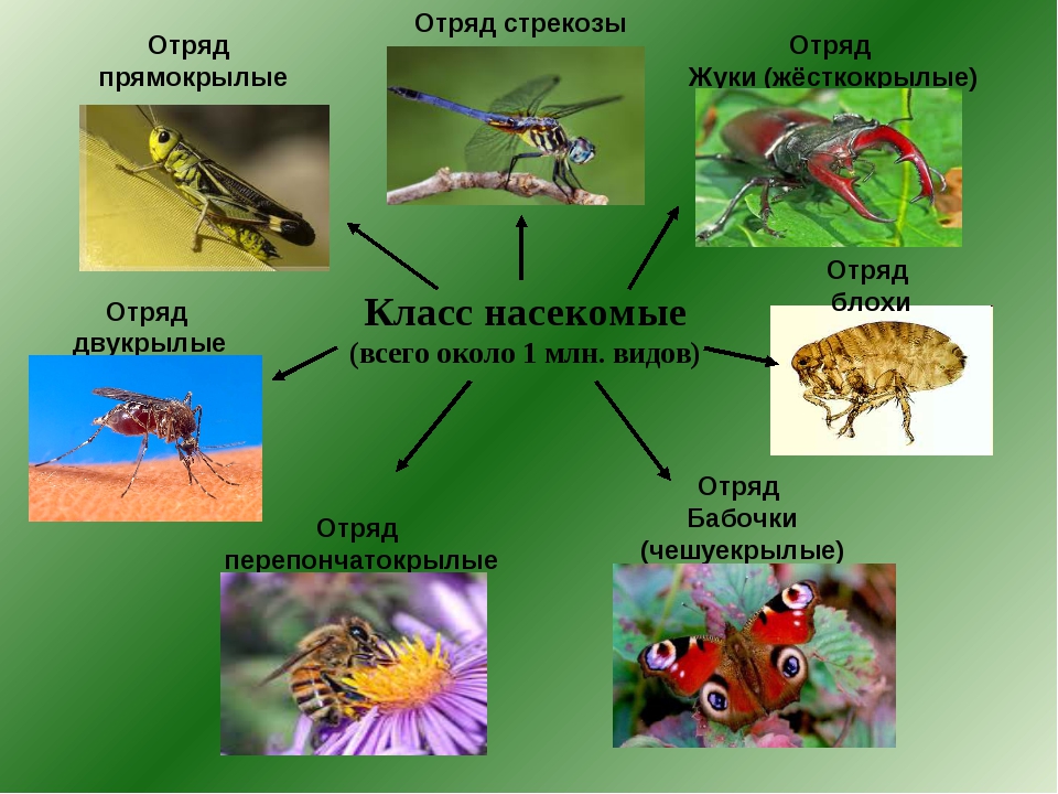 Особенности групп насекомые. Представители насекомых. Класс насекомые. Представители класса насекомые. Многообразие насекомых 7 класс.