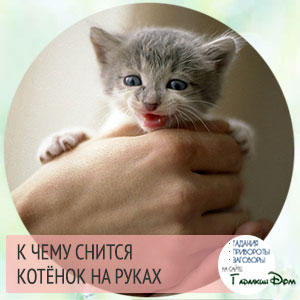 к чему снится много котят