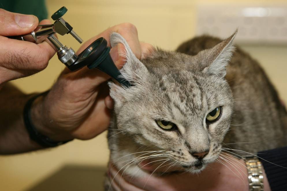 Подкожный клещ у кота симптомы и лечение фото