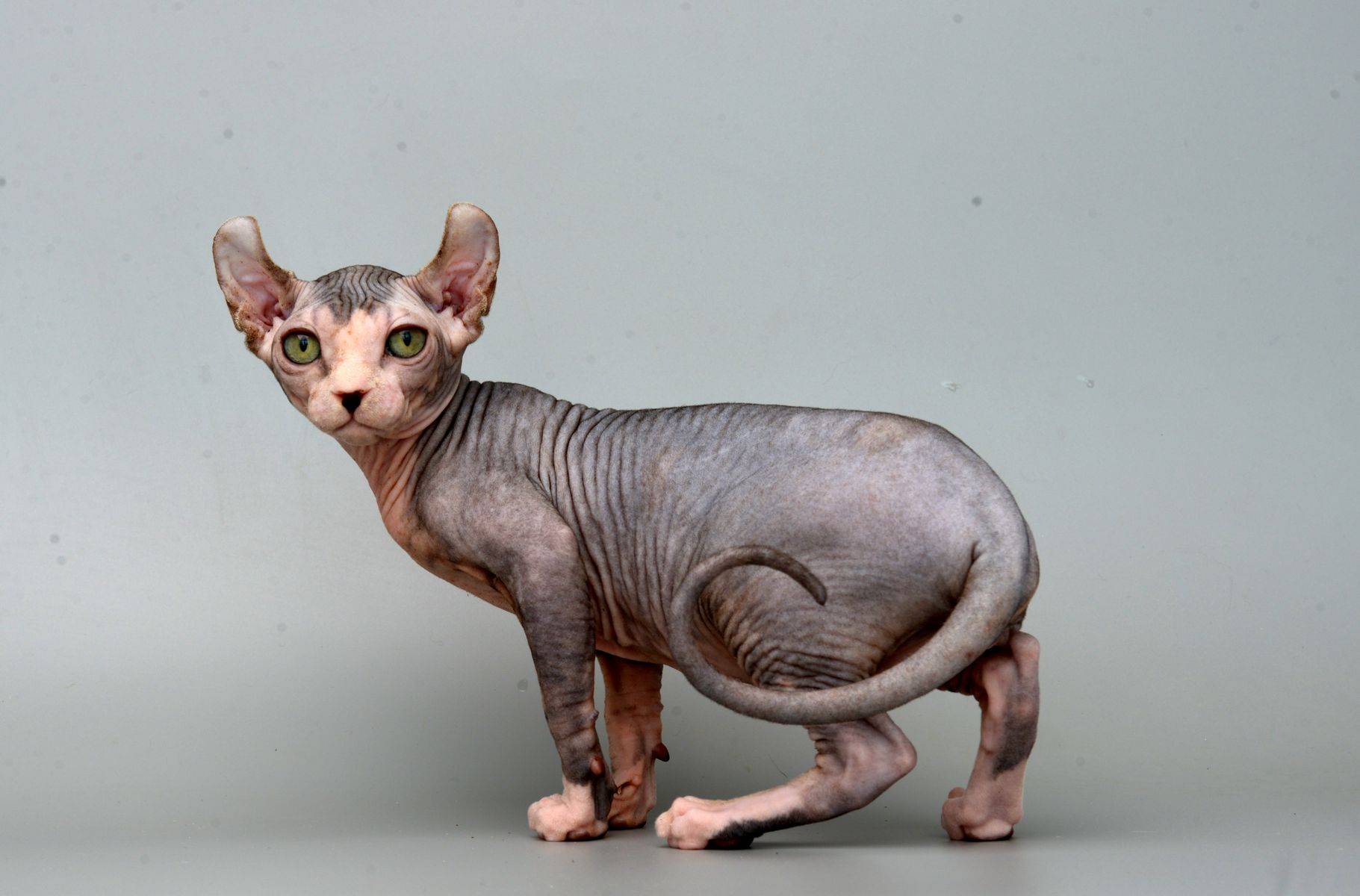 Кошка с обрезанными ушами порода фото