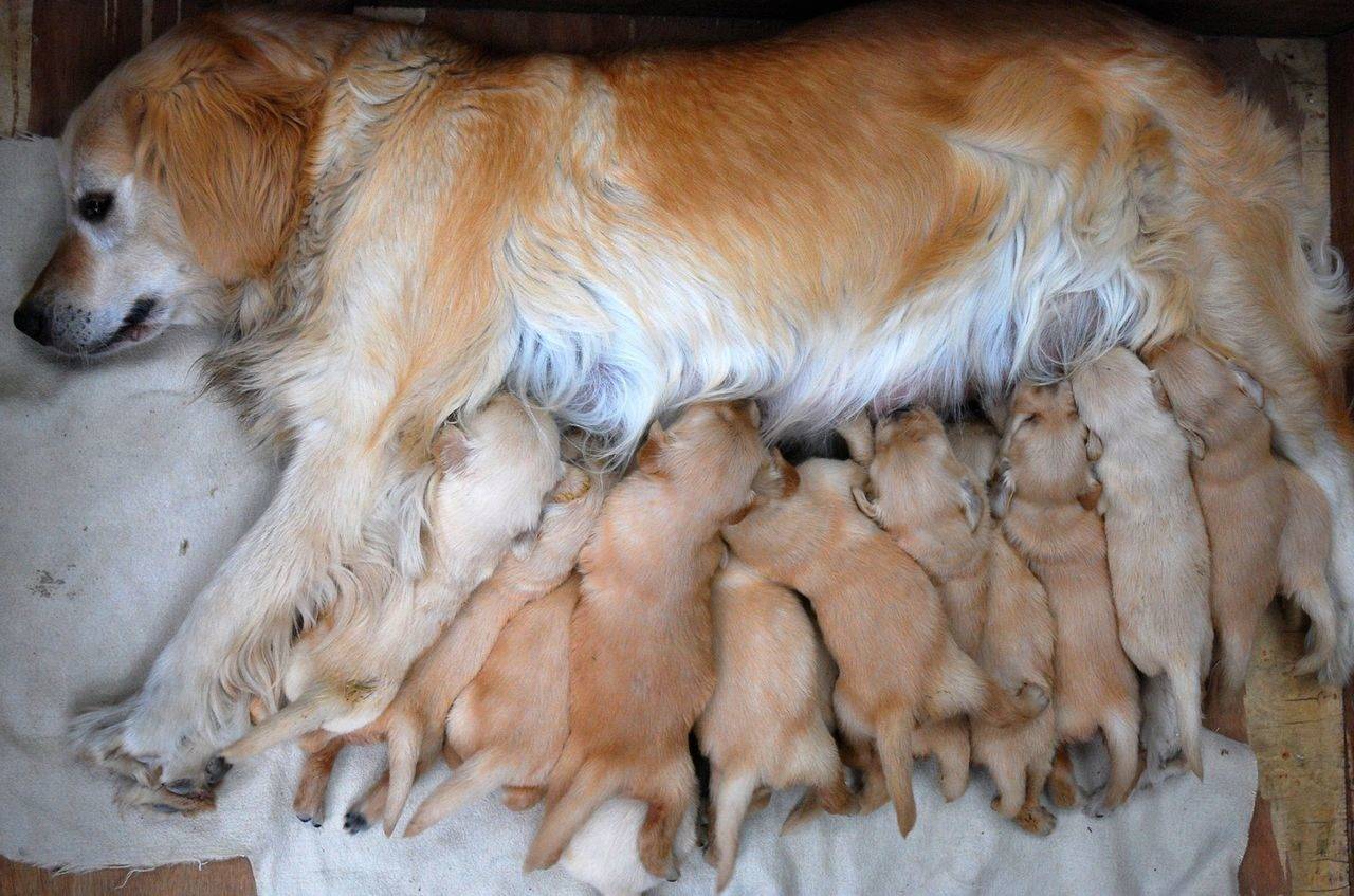 сколько собаки вынашивают щенков пекинеса