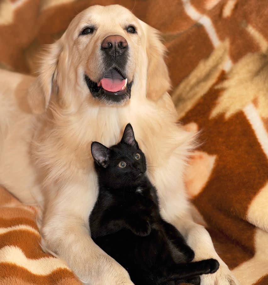 are golden retrievers good with cats