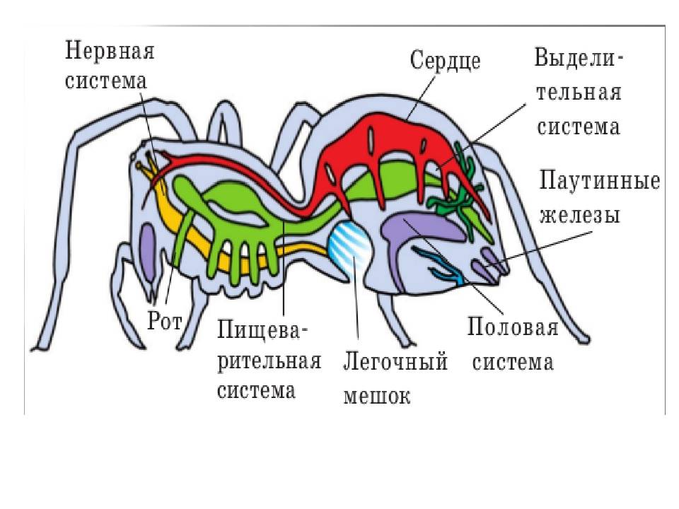 Паук серебрянка рисунок