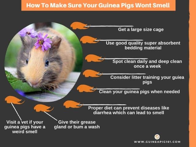 Getting rid of guinea pig smell