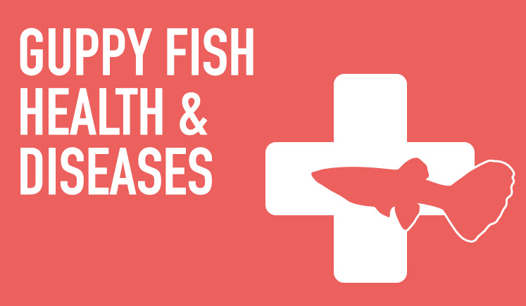 Guppy Fish Health & Diseases