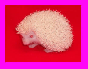 Albino Hedgehog - HEDGEHOGS by Vickie