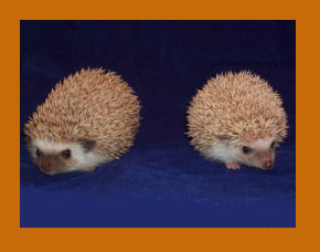 Oak Brown Hedgehog - HEDGEHOGS by Vickie