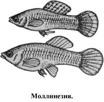 Моллинезия отличить самку. Моллинезия рыбка самка. Рыбки моллинезии самка и самец. Рыбки Моллинезия черная самка и самец. Моллинезия чёрная самец и самка.