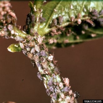 Severe cowpea aphid (Aphis craccivora) infestation