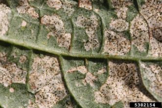 Western flower thrips (Frankliniella occidentalis) damage to bean leaf