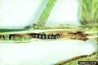 Lesser corn stalk borer larvae (Elasmopalpus lignosellus) and damage to stem
