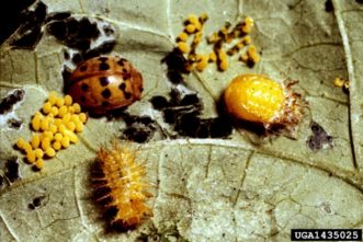 Eggs, larvae and adult Mexican bean beetles (Epilachna varivestis)