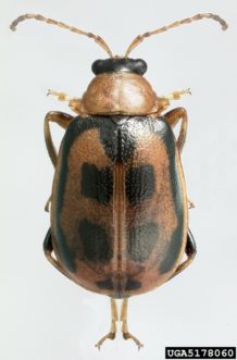Bean leaf beetle (Cerotoma trifurcata)