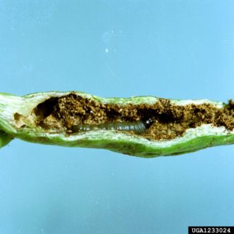 Lima bean vine borer larva (Monoptilota pergratialis) and damage. Clemson University - USDA Cooperative Extension Slide Series, www.insectimages.org
