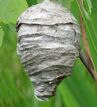 Hornet Nest