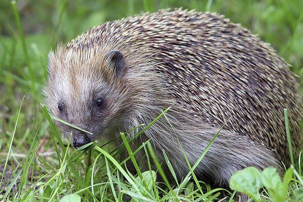 How long do hedgehogs live?