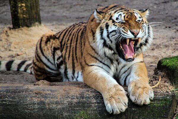 Tigers lifespan