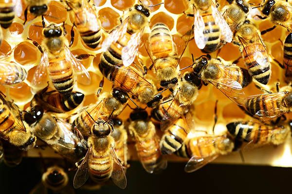 Bees lifespan