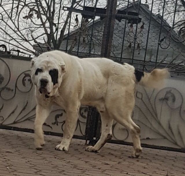 Фото собаки по кличке бульдозер