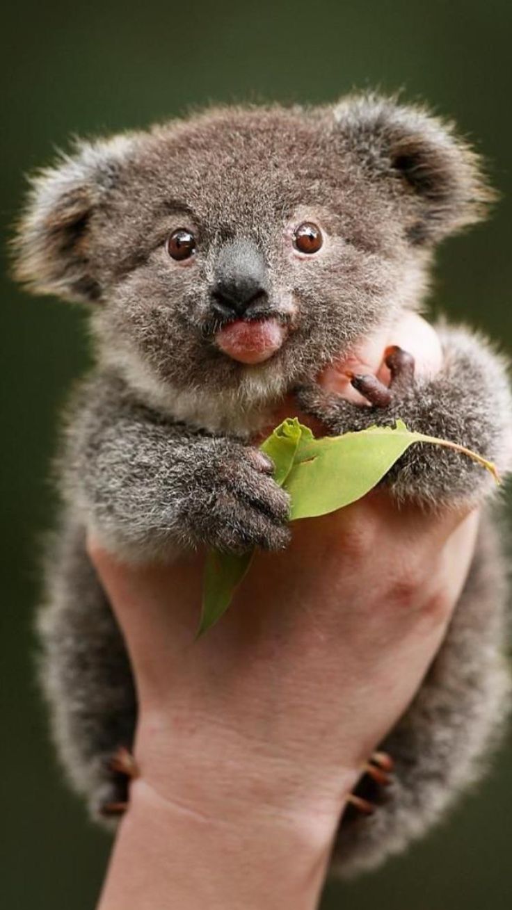 Коала какого цвета Как выглядит коала и какого цвета у