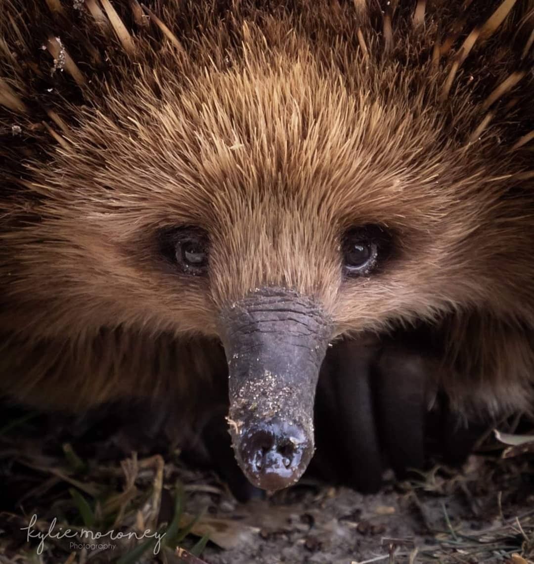 Ехидна милая фото