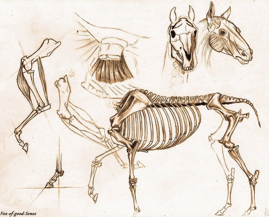 Анатомия животных. Баммес анатомия лошади. Готфрид Баммес анатомия животных для художников. Кентавроиды анатомия. Скелет лошади анатомия.
