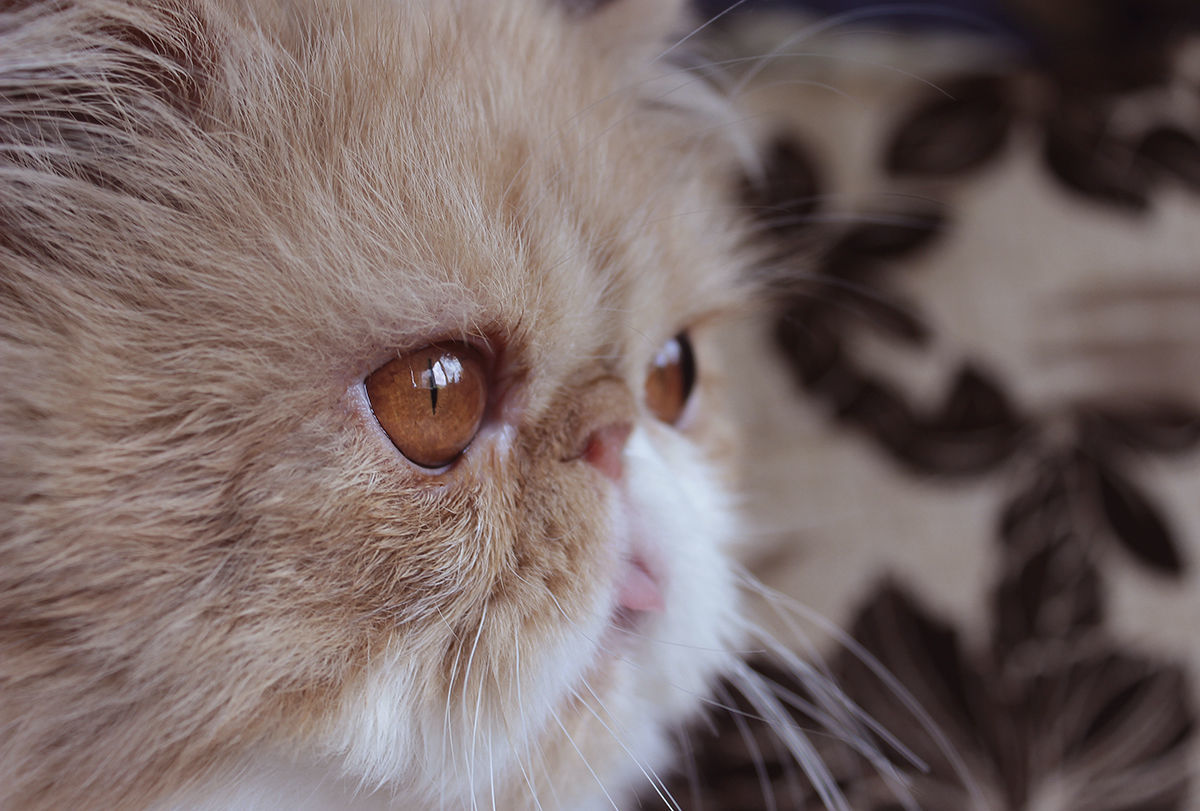 Кошка вода нос. Курносые кошки. Нос Персидского кота. Кот с курносым носом. Безносый кот.