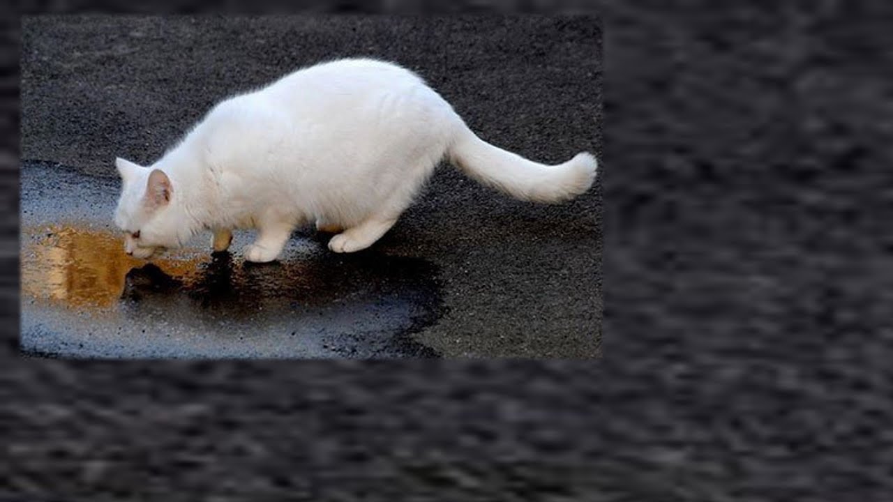 Кот рыгает пеной. Отравленная мышь опасна для кота. Кот поносил белым цветом фото. Кошка рвёт белой пеной и ничего не ест.