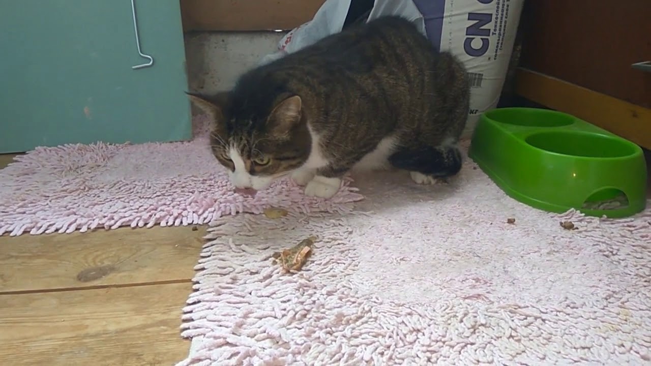 Кошку вырвало едой