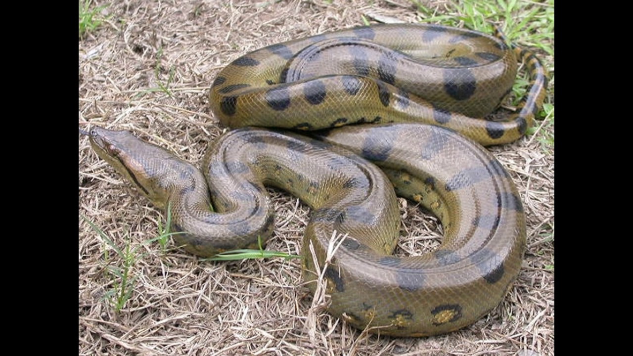 Самый большой змей в мире фото. Анаконда змея. Самая большая змея в мире Анаконда Анаконда. Гигантская Анаконда размер.