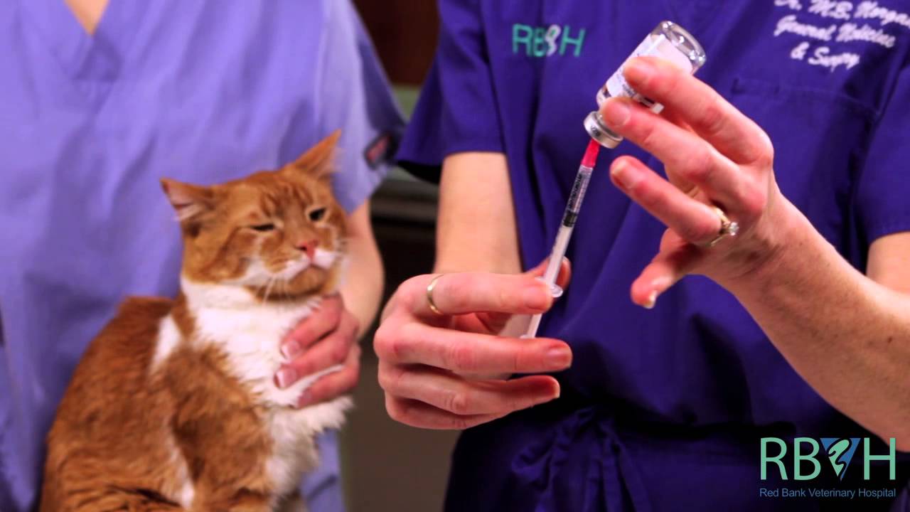 Лучшая прививка для кошек. Укол коту внутримышечно. Внутримышечная инъекция кошке.