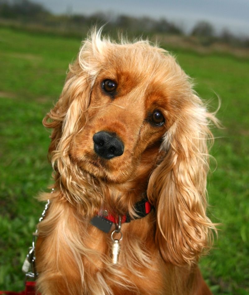 Породы собак с фотографиями кокер спаниель