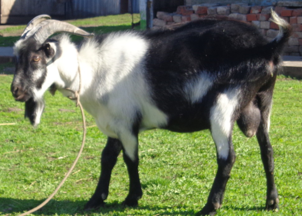 Альпийская коза фото и описание