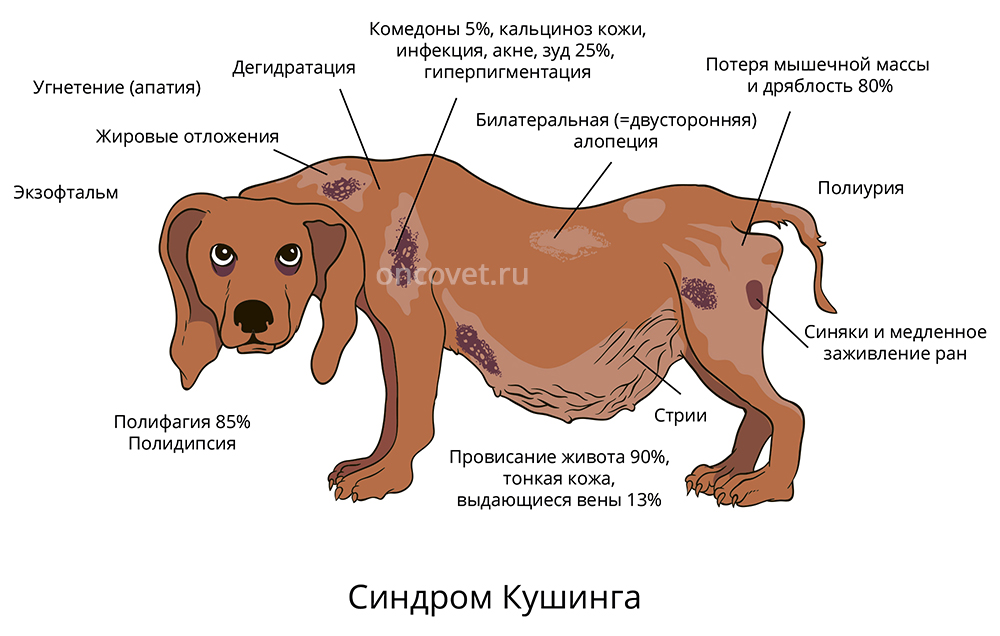 Фото аденома молочной железы у собаки