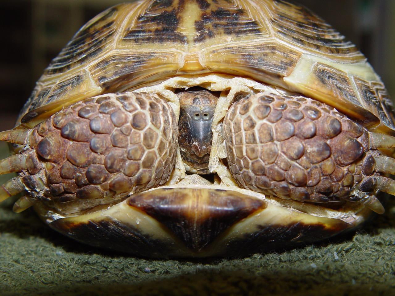 Сколько жив черепашки. Среднеазиатская сухопутная черепаха. Среднеазиатская черепаха панцирь. Большая сухопутная Среднеазиатская черепаха. Черепашонок среднеазиатской черепахи.