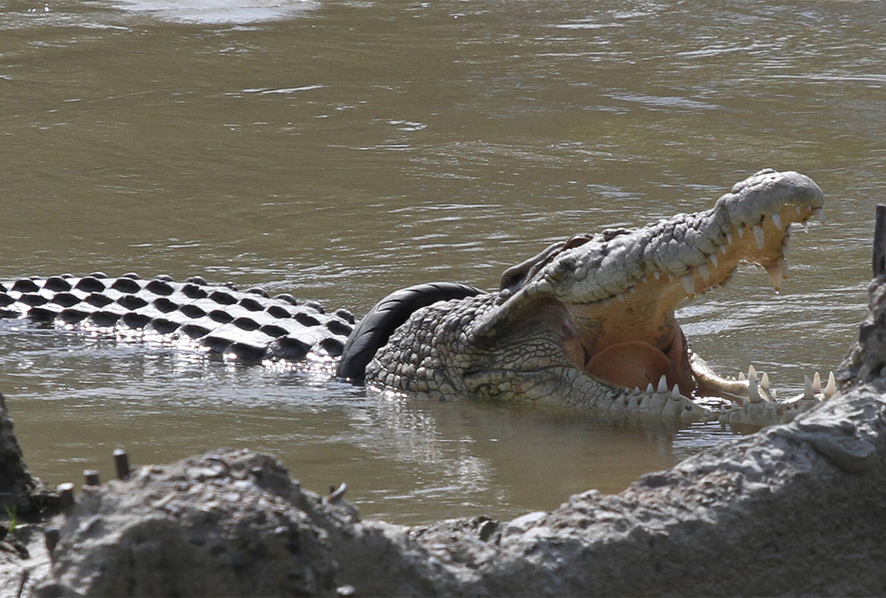 охота на крокодилов в африке