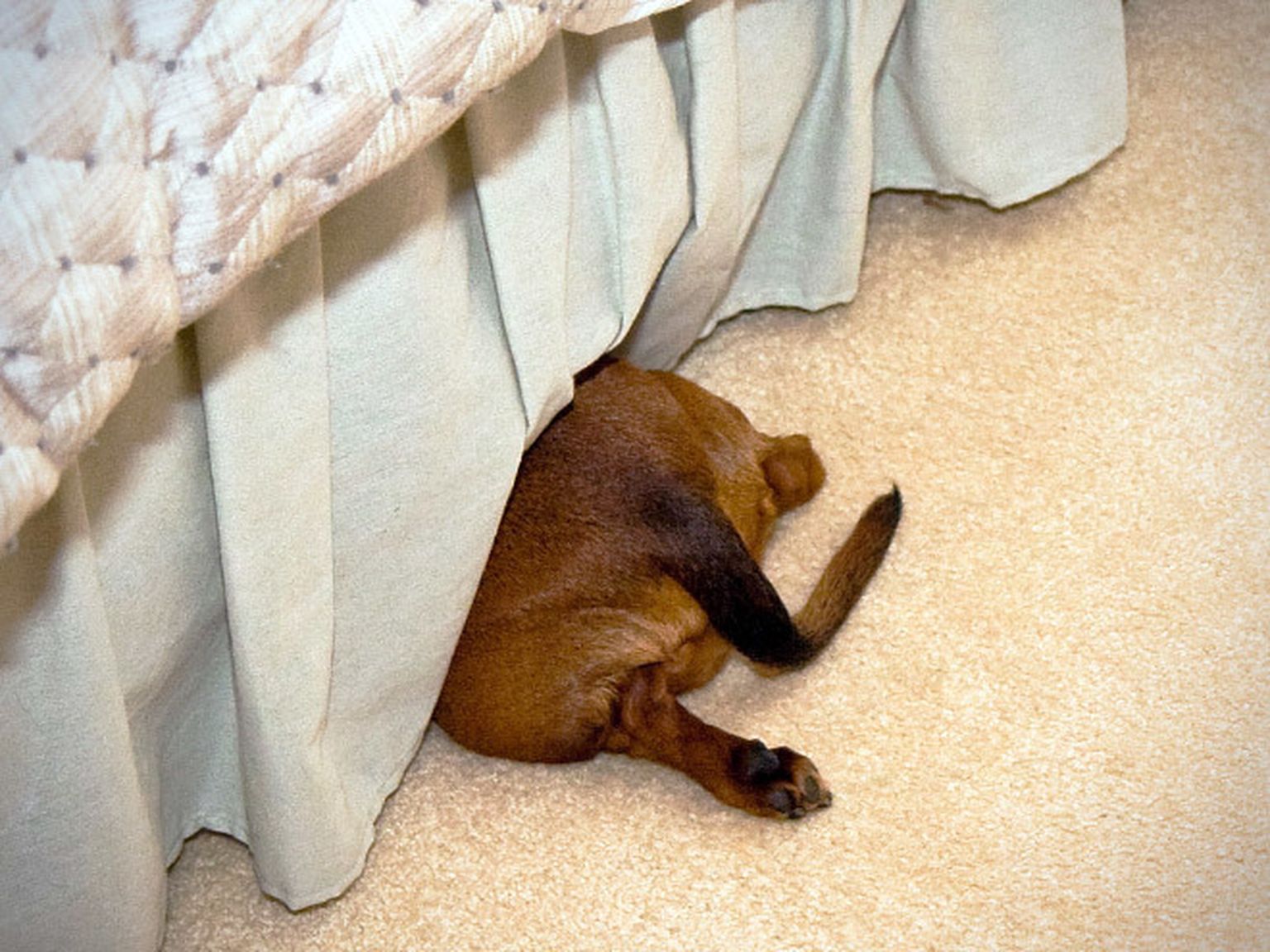 собака сидит под кроватью