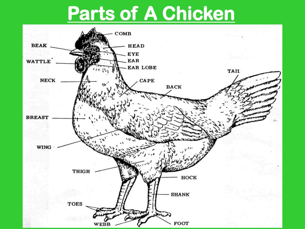 Части курицы название и фото
