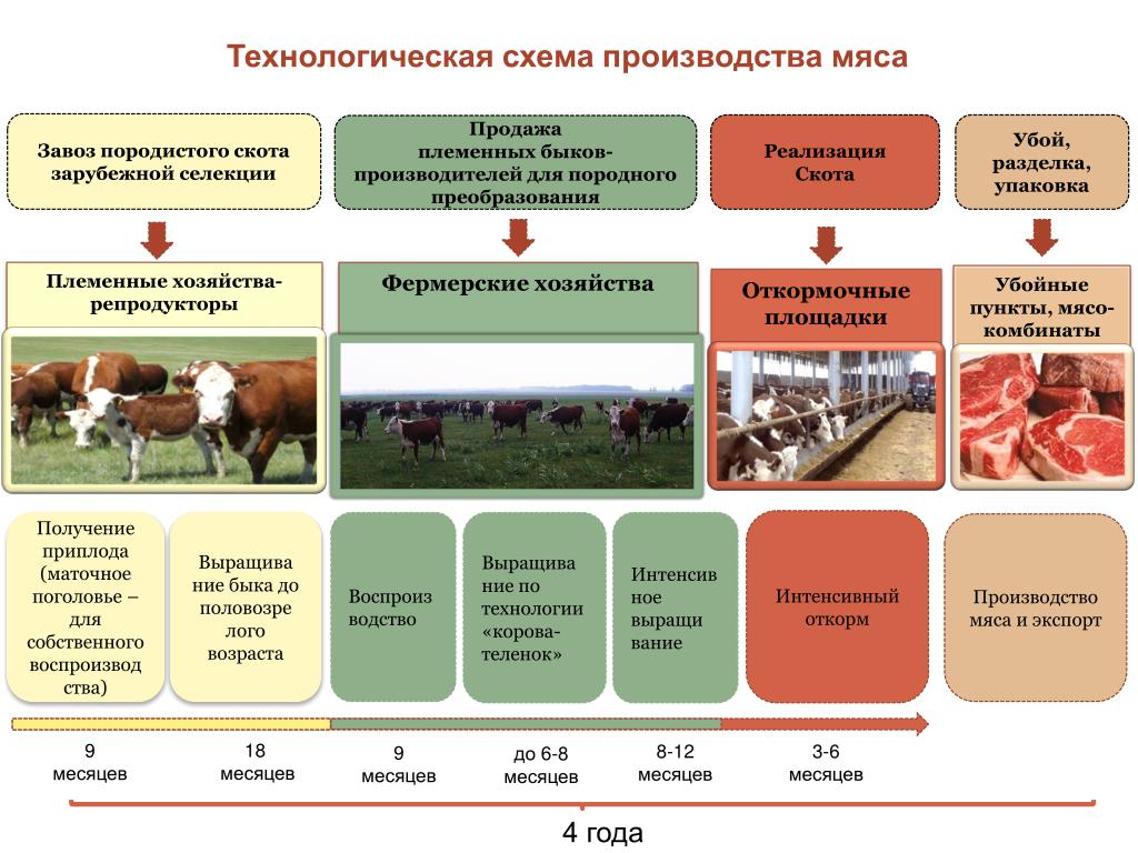 Назначение для сельскохозяйственного производства. Технология выращивания КРС схема. Производственный процесс выращивания крупного рогатого скота. Технологический процесс производства говядины. Крестьянское фермерское хозяйство.