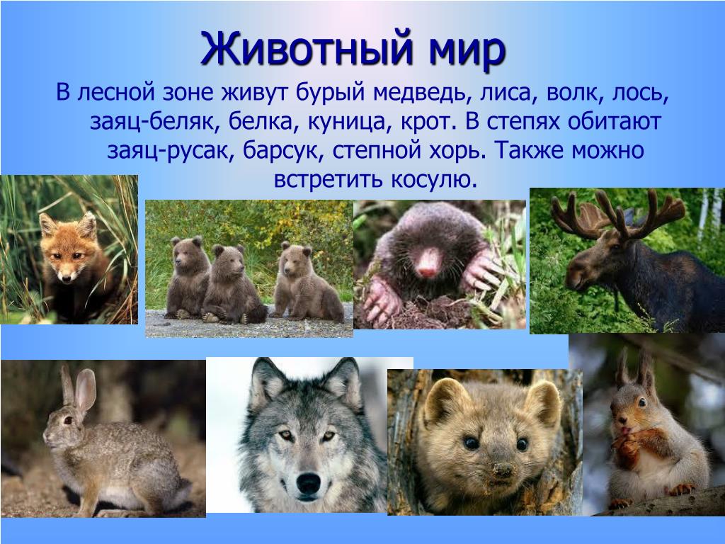 Какие дикие животные обитают в твоем регионе. Животный мир Омской области. Животный мир родного края. Разнообразие животных Урала. Разнообразие природы Омской области.