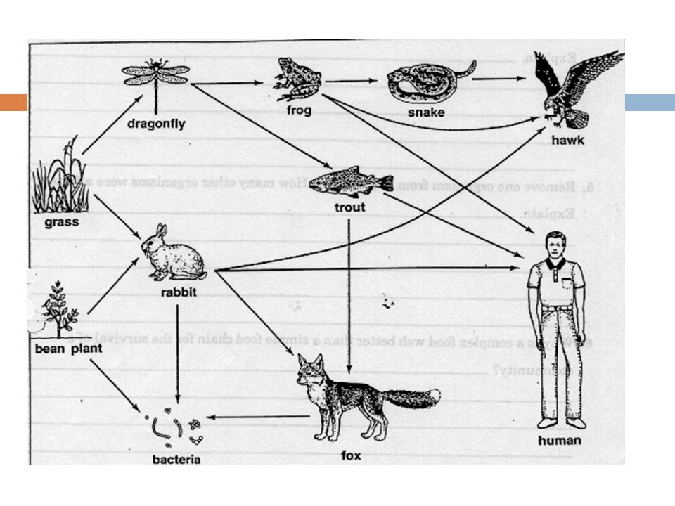 Составить сеть питания. Пищевая сеть схема биология. Примеры схема пищевой сети. Цепи питания. Схема пищевой цепи.