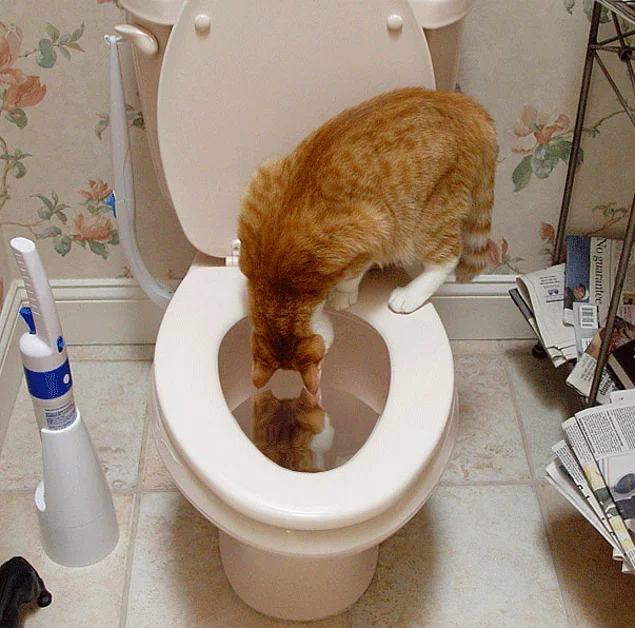 Кошка туалет кровь. Кот на унитазе. Кошка какает в унитаз. Котики которые в туалете. Унитаз для кошек.