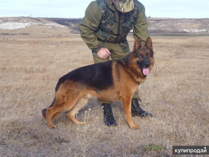 Военные немецкие овчарки фото