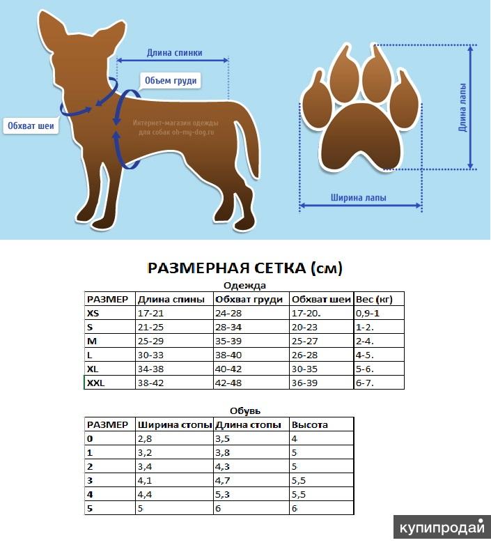 Как правильно подобрать собаку. Размерная сетка чихуахуа для собак мелких. Размерная сетка для собак мелких пород. Таблица размеров для собак мелких пород чихуахуа. Размерная сетка для собак мелких пород чихуахуа.