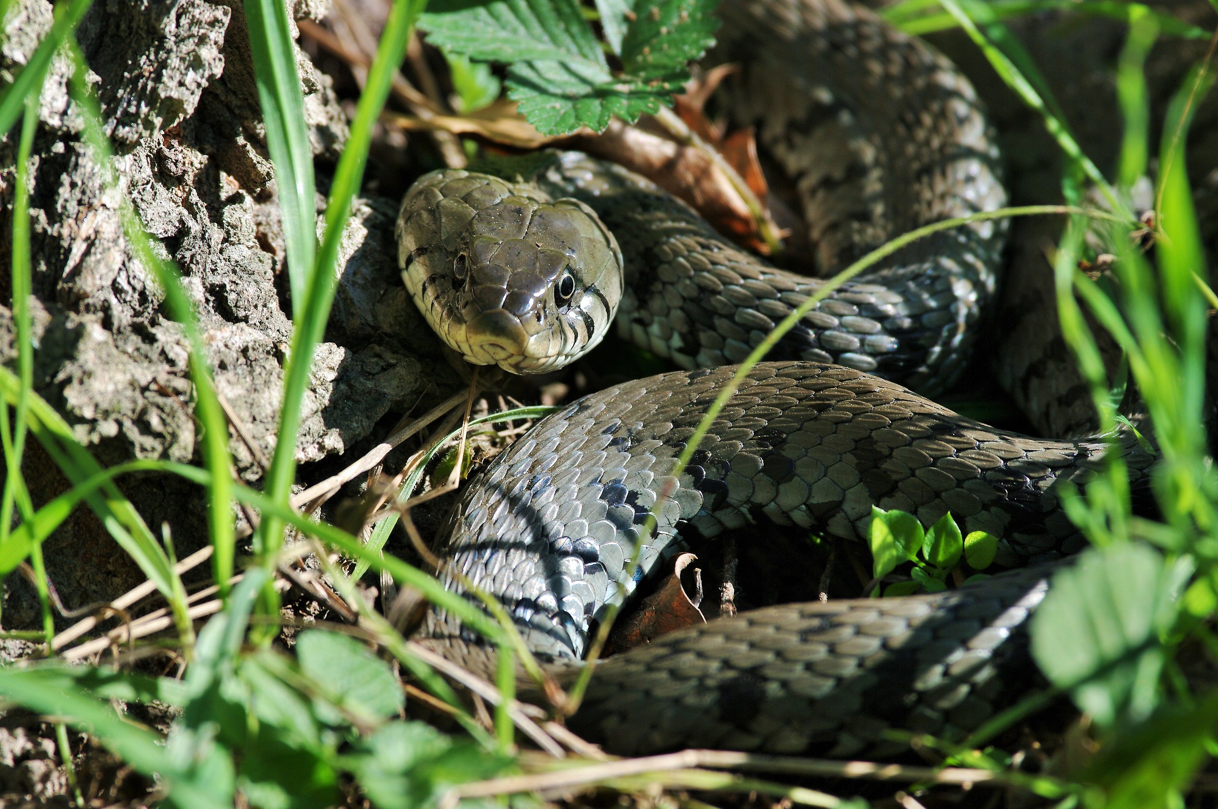 Grass snake