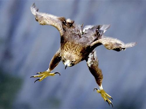 Жизнь орлов. Хищная птица орел: описание жизни орлов, зрение, охота, гнезда и орлята. Виды орлов с фото и видео.