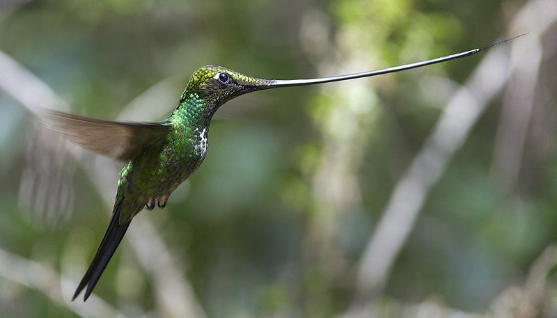 Kolibri-Ptitsa-12