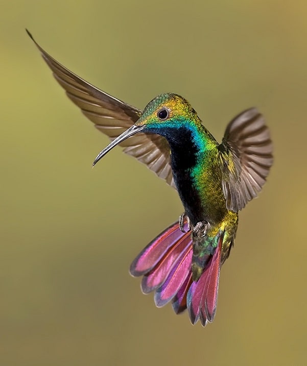 Kolibri-Ptitsa-5