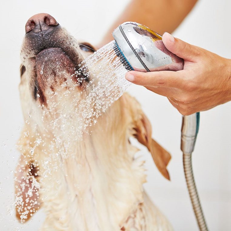 Как мыть собаку джек рассела